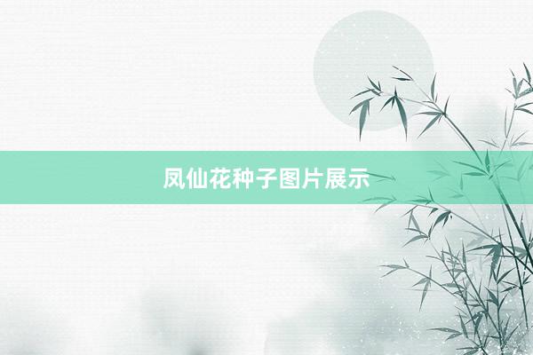 凤仙花种子图片展示